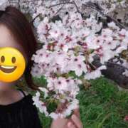 桜木まい 春ですね〜 熟女パラダイス岐阜店（カサブランカグループ）