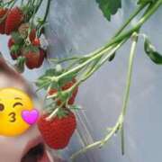 桜木まい いちご狩り〜 熟女パラダイス岐阜店（カサブランカグループ）