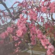 ヒメ日記 2025/04/01 10:23 投稿 みすず 人妻倶楽部内緒の関係 成田店