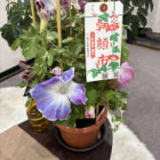 ヒメ日記 2025/07/09 12:05 投稿 まなつ 性腺熟女100％鶯谷（デリヘル市場）