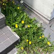 ヒメ日記 2025/05/15 00:29 投稿 りん びくびくサークル五反田店