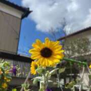 ヒメ日記 2025/11/25 23:19 投稿 りん びくびくサークル五反田店