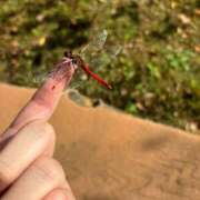 ヒメ日記 2025/10/09 14:09 投稿 むぎゅ 石川小松ちゃんこ