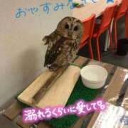 ヒメ日記 2025/06/15 12:11 投稿 れいと びくびくサークル五反田店