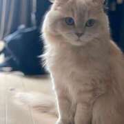 ヒメ日記 2025/06/08 17:01 投稿 牙狼ちゃん Cawaiiハイ！スクールリターンズ