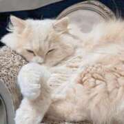 ヒメ日記 2025/06/12 12:02 投稿 牙狼ちゃん Cawaiiハイ！スクールリターンズ