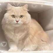 ヒメ日記 2025/09/25 00:52 投稿 牙狼ちゃん Cawaiiハイ！スクールリターンズ