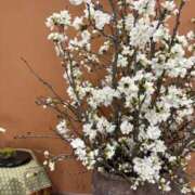 ヒメ日記 2026/03/29 04:33 投稿 尾崎しのぶ 福井性感回春アロマSpa