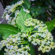 ヒメ日記 2025/06/21 23:32 投稿 あゆみ 熟女デリヘル倶楽部