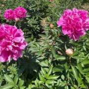 ヒメ日記 2025/05/21 09:08 投稿 りほ クラブレア南大阪