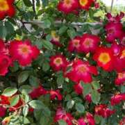 ヒメ日記 2025/06/06 09:42 投稿 りほ クラブレア南大阪