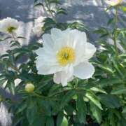 ヒメ日記 2025/07/15 09:10 投稿 りほ クラブレア南大阪