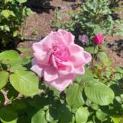 ヒメ日記 2025/08/06 11:47 投稿 りほ クラブレア南大阪