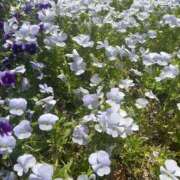 ヒメ日記 2025/09/03 08:45 投稿 りほ クラブレア南大阪