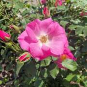 ヒメ日記 2025/09/08 20:22 投稿 りほ クラブレア南大阪