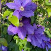 ヒメ日記 2025/10/24 08:51 投稿 りほ クラブレア南大阪