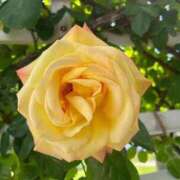 ヒメ日記 2025/11/24 12:01 投稿 りほ クラブレア南大阪