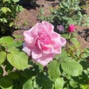 ヒメ日記 2025/11/26 19:30 投稿 りほ クラブレア南大阪