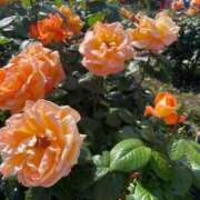 ヒメ日記 2025/12/14 13:51 投稿 りほ クラブレア南大阪