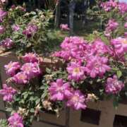 ヒメ日記 2026/04/02 11:31 投稿 りほ クラブレア南大阪