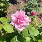 ヒメ日記 2026/04/08 20:50 投稿 りほ クラブレア南大阪