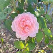 ヒメ日記 2026/04/19 23:01 投稿 りほ クラブレア南大阪