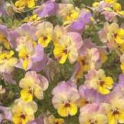 ヒメ日記 2026/06/14 13:50 投稿 りほ クラブレア南大阪