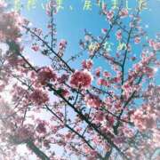 ヒメ日記 2025/03/29 20:30 投稿 かなめ 柏人妻花壇