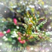 ヒメ日記 2025/03/30 12:31 投稿 かなめ 柏人妻花壇