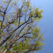 ヒメ日記 2025/04/05 14:15 投稿 かなめ 柏人妻花壇