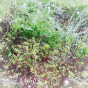 ヒメ日記 2025/04/09 10:15 投稿 かなめ 柏人妻花壇