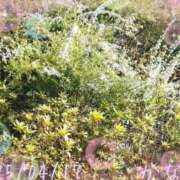 ヒメ日記 2025/04/17 13:01 投稿 かなめ 柏人妻花壇