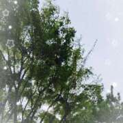 ヒメ日記 2025/04/18 12:16 投稿 かなめ 柏人妻花壇