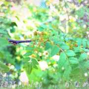 ヒメ日記 2025/04/20 20:02 投稿 かなめ 柏人妻花壇