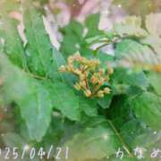 ヒメ日記 2025/04/21 20:15 投稿 かなめ 柏人妻花壇