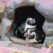 ヒメ日記 2025/04/26 13:02 投稿 かなめ 柏人妻花壇