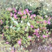 ヒメ日記 2025/04/27 12:16 投稿 かなめ 柏人妻花壇