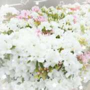 ヒメ日記 2025/04/30 09:31 投稿 かなめ 柏人妻花壇