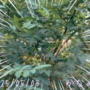 ヒメ日記 2025/05/03 12:45 投稿 かなめ 柏人妻花壇