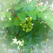 ヒメ日記 2025/05/08 14:30 投稿 かなめ 柏人妻花壇