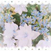 ヒメ日記 2025/06/17 11:37 投稿 かなめ 柏人妻花壇