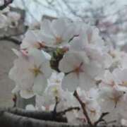 ヒメ日記 2025/03/28 19:43 投稿 あかつき 博多の熟女