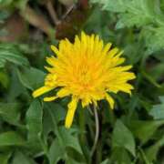 ヒメ日記 2025/03/30 16:23 投稿 あかつき 博多の熟女