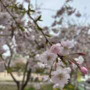 ヒメ日記 2025/04/01 16:53 投稿 あかつき 博多の熟女