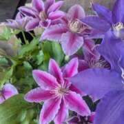 ヒメ日記 2025/04/03 12:23 投稿 あかつき 博多の熟女