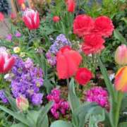 ヒメ日記 2025/04/04 17:03 投稿 あかつき 博多の熟女