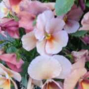 ヒメ日記 2025/04/07 09:53 投稿 あかつき 博多の熟女