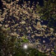 ヒメ日記 2025/04/11 21:43 投稿 あかつき 博多の熟女