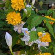 ヒメ日記 2025/04/13 16:53 投稿 あかつき 博多の熟女