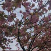 ヒメ日記 2025/04/14 11:43 投稿 あかつき 博多の熟女